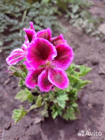 Герань пеларгония королевская
