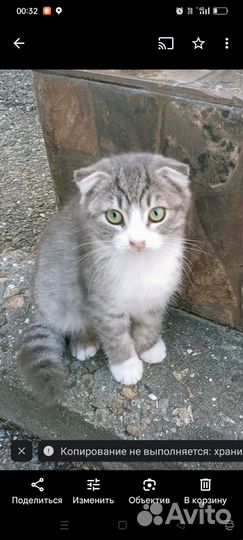 Отдам бесплатно