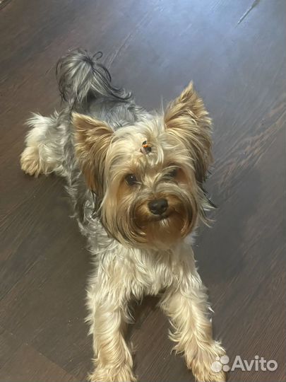 Йорк стандарт мальчик ищет девочку