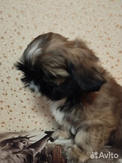 Ши-тцу девочка