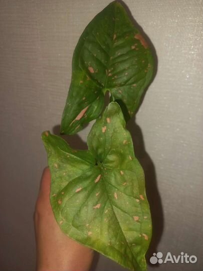 Сингониумы сортовые