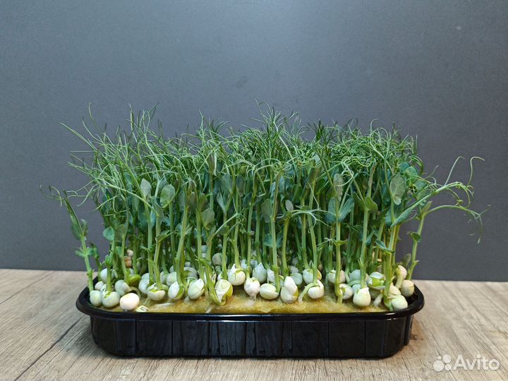 Микрозелень