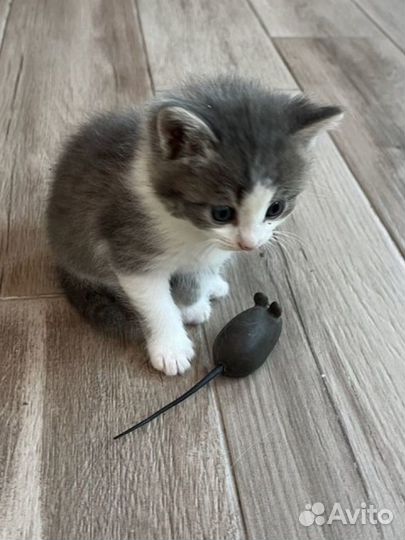 Котенок в добрые руки