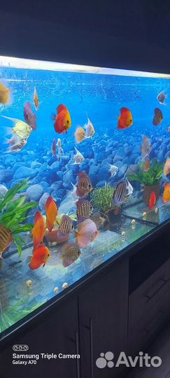 Аквариумные рыбки дискусы