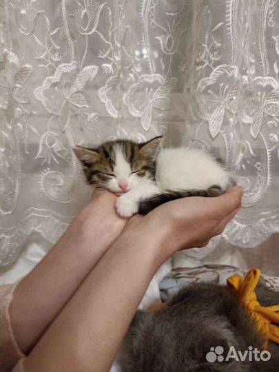 Кошка Венера