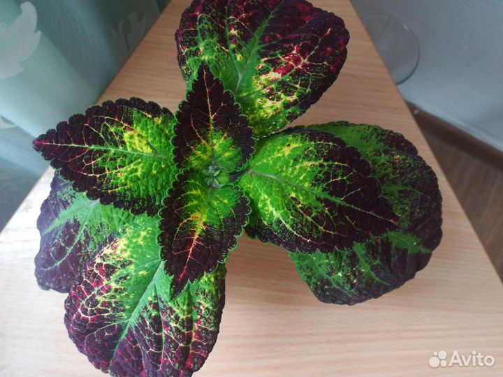 Колеус сортовой