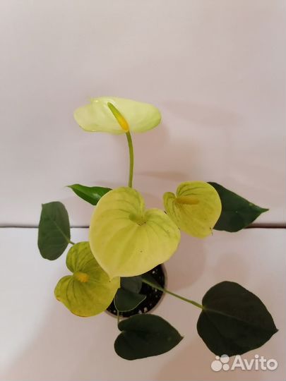 Антуриум ванилла