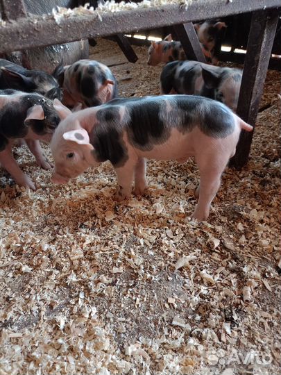 Чистопородный Пьтрен Макстер