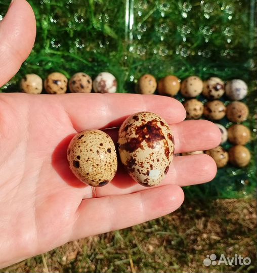 Яйца перепелиные домашние