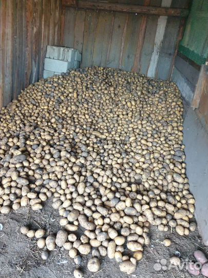 Продам картофель
