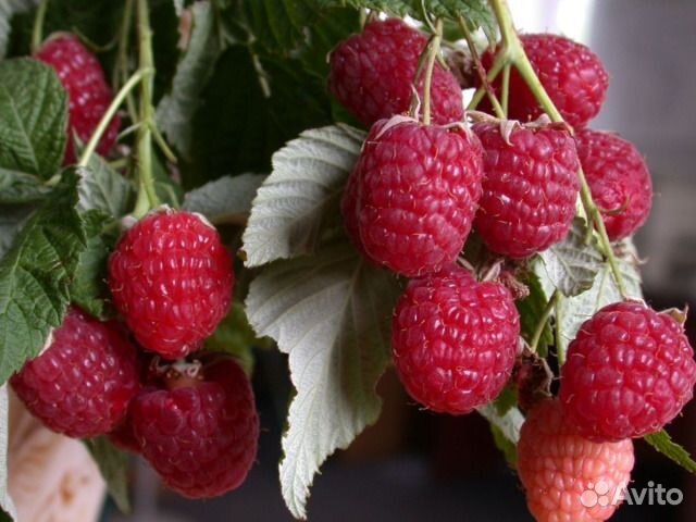 Малина ремонтантная Брусвяна