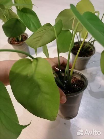 Монстера мелколистная