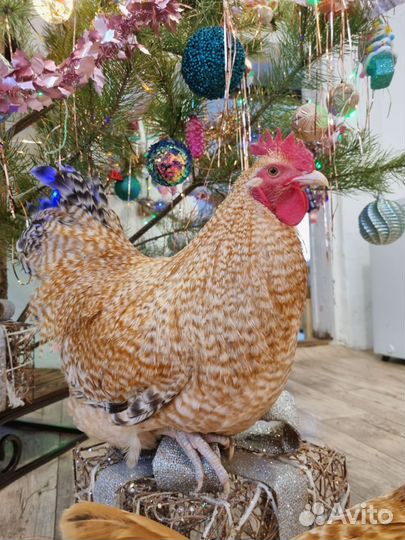 Инкубационное яйцо Нидерхайнер, цыплята