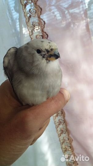 Певчие лесные птицы