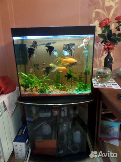 Аквариум