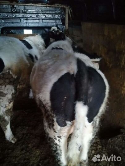 Телята на откорм