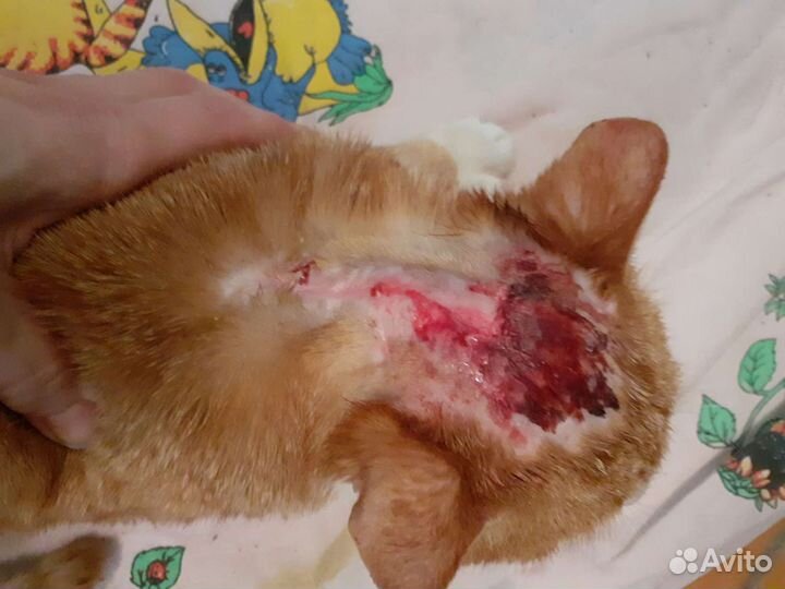 Котик бездомыш