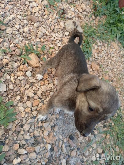 Щенки в добрые руки