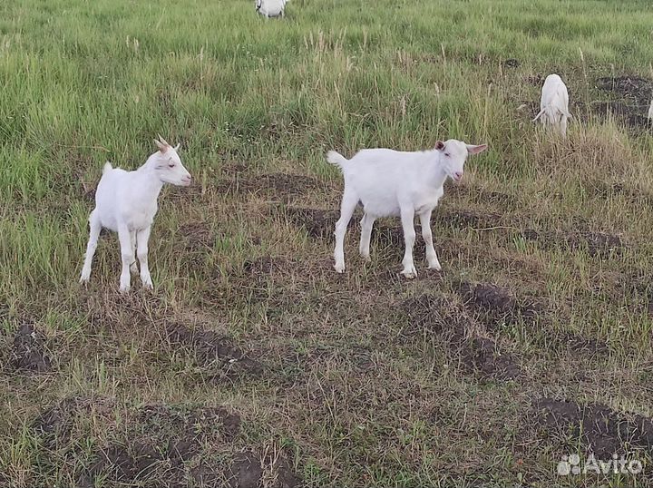 Козлик козочка козлята коза козёл мясо козлятина