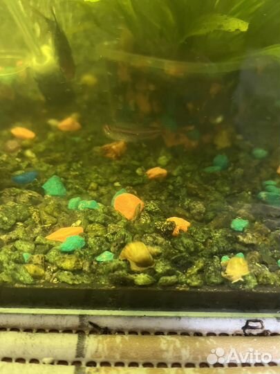 Улитки аквариумные ампулярии