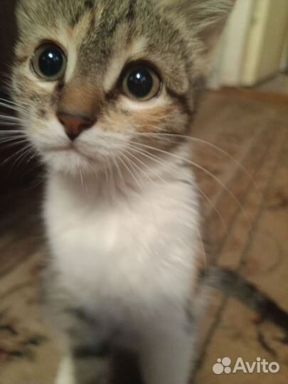 Котенок
