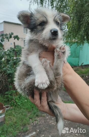 Щенок маленькой собаки мальчик