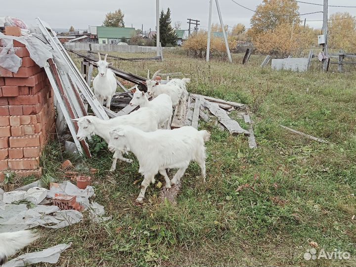 Козочка,козлята