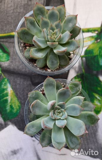 Суккуленты