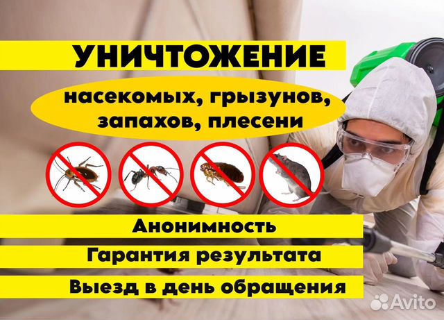 Уничтожение тараканов клопов Дезинфекция Травля в Москве | Услуги | Авито