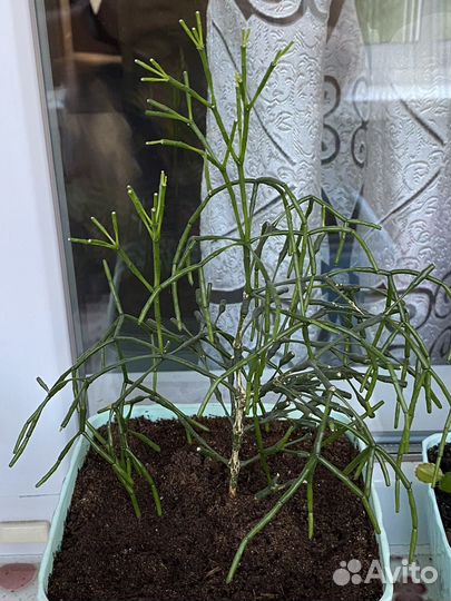 Амазонская лилия,Хатиора,Кислица,Хойя