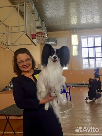 Папийон вязка