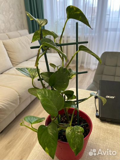 Сциндапсус