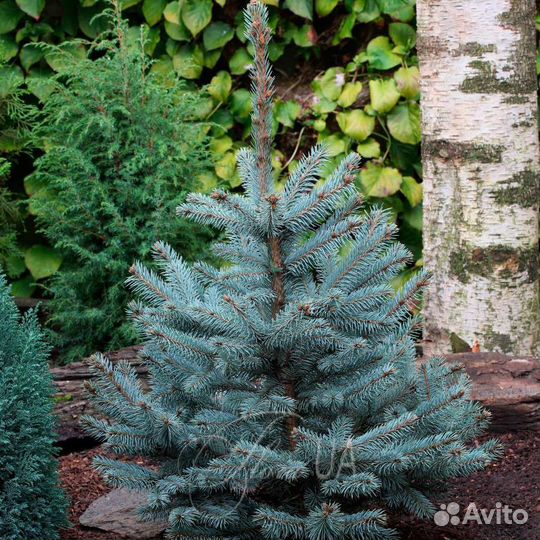 Саженцы ель голубая
