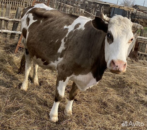 Корова дойная