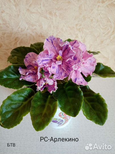 Фиалки сортовые