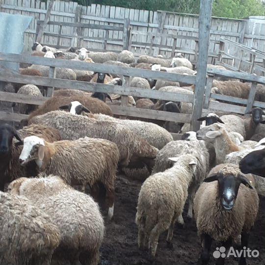 Бараны