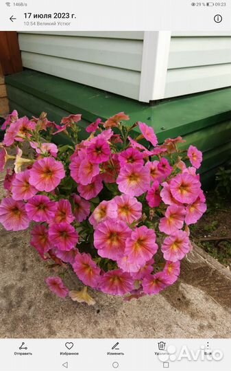 Цветы уличные