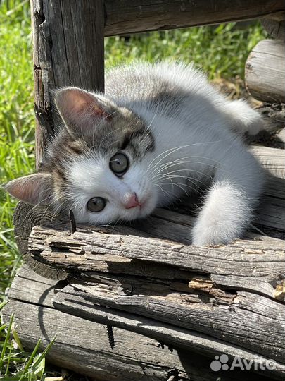 Котенок девочка,1,5 мес