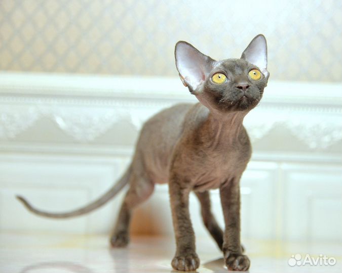 Кошечка девон рекс