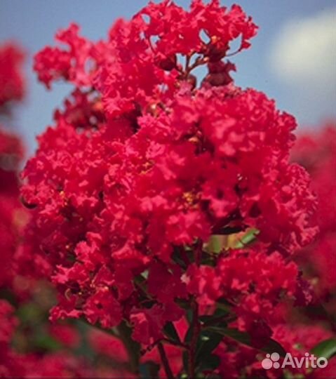 Лагерстремия