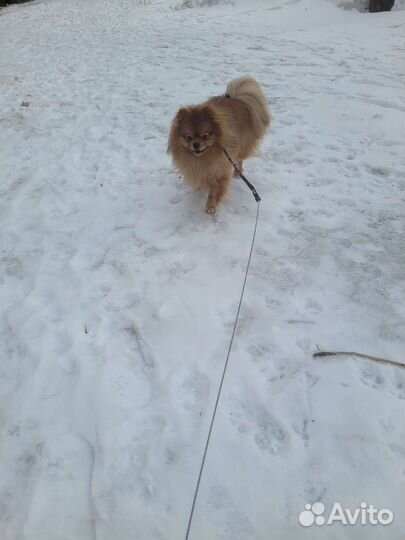 Вязка собак шпиц