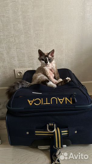 Девон-рекс кошка