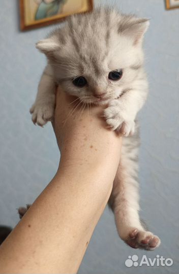 Британские котята