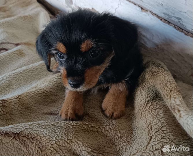 Йоркширский терьер