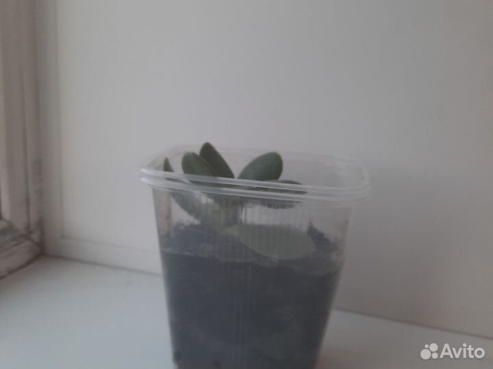 Суккуленты долларовое дерево