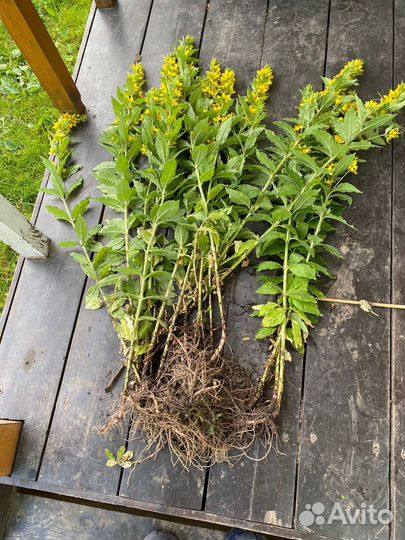 Вербейник желтый многолетний