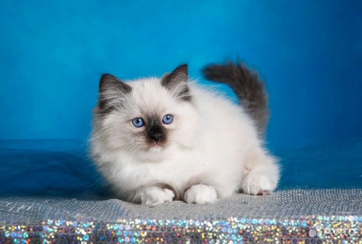 Котята рэгдолл