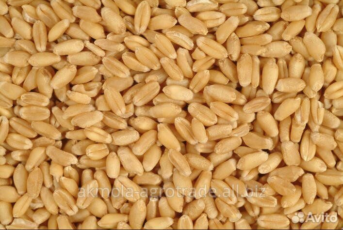 Пшеница