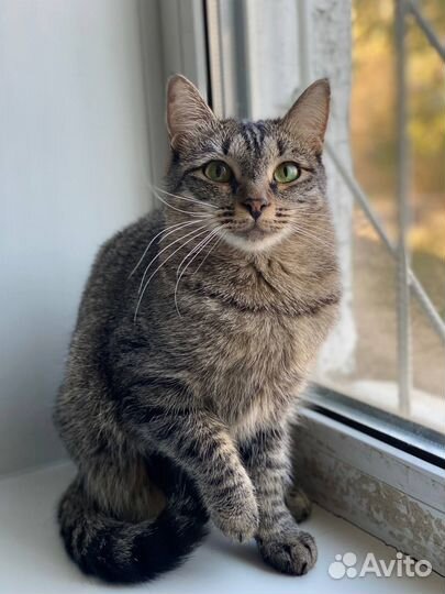 Молодая кошечка