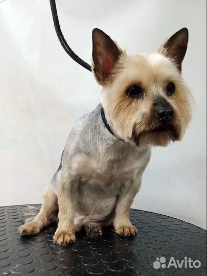 Груминг собак